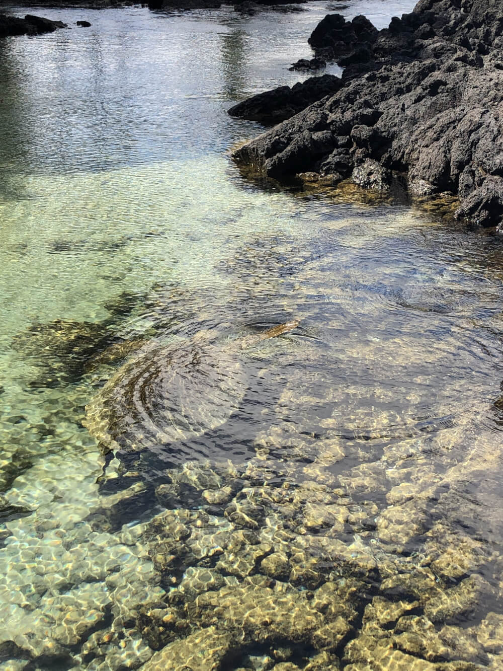 Everything you Need to Know About Traveling to Hawaii Big Island with Kids featured by top Hawaii travel blog, Hawaii Travel with Kids | Carlsmith Beach Park on the Big Island is known for being the best place to see sea turtles in Hawaii!