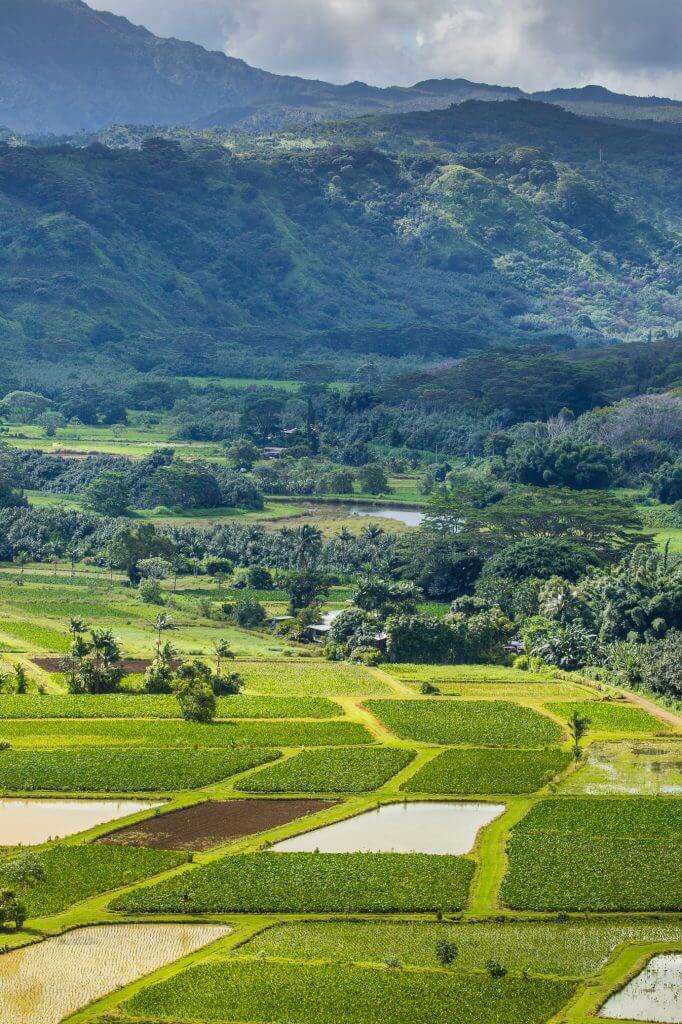 Stop at one of the many free lookouts over Hanalei Valley on the North Shore of Kauai to see taro farms.