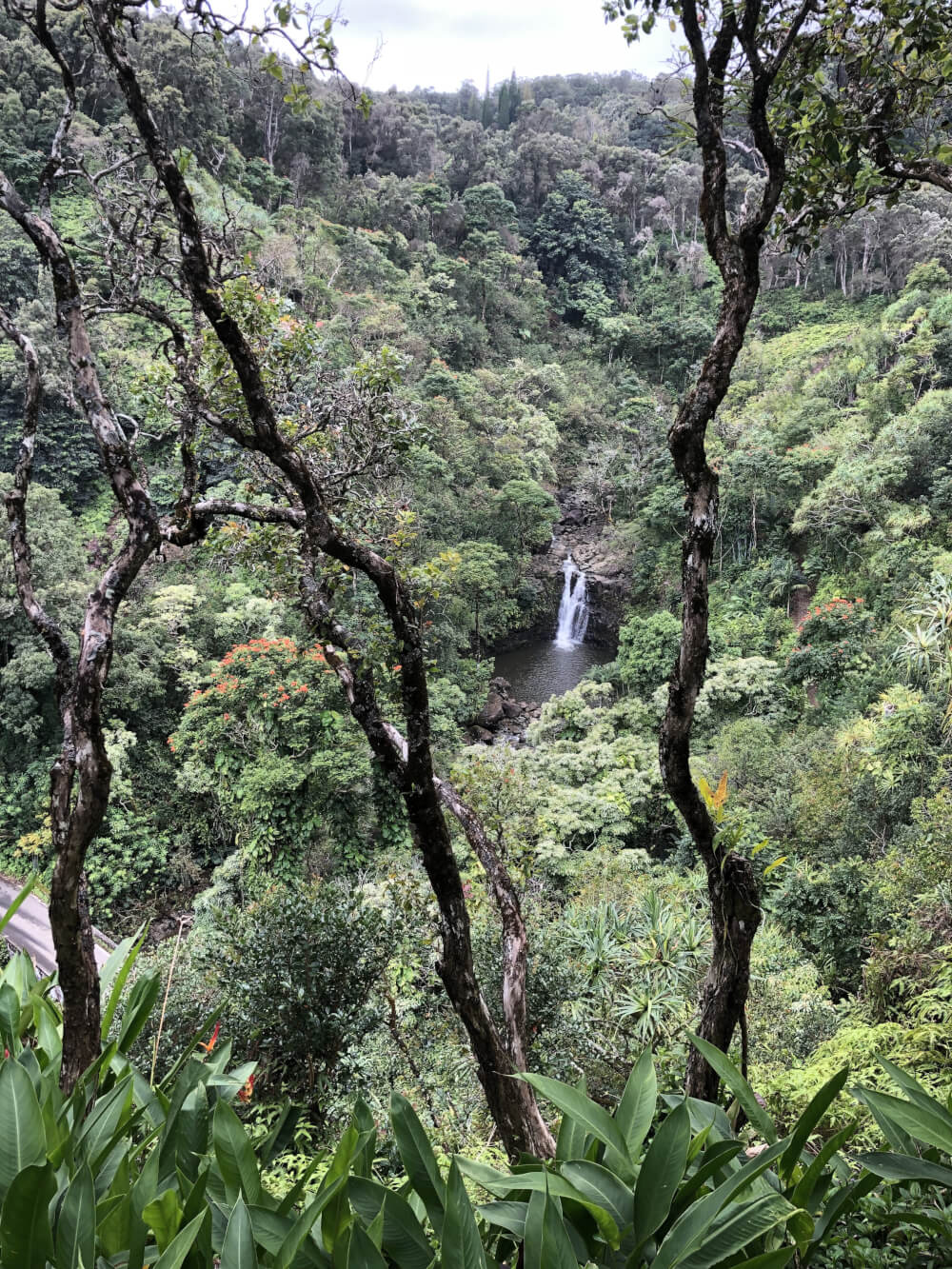 3 Day Maui Itinerary with Kids featured by top Hawaii travel blog, Hawaii Travel with Kids: This Road to Hana Waterfall is one of many you'll see on the Road to Hana with kids