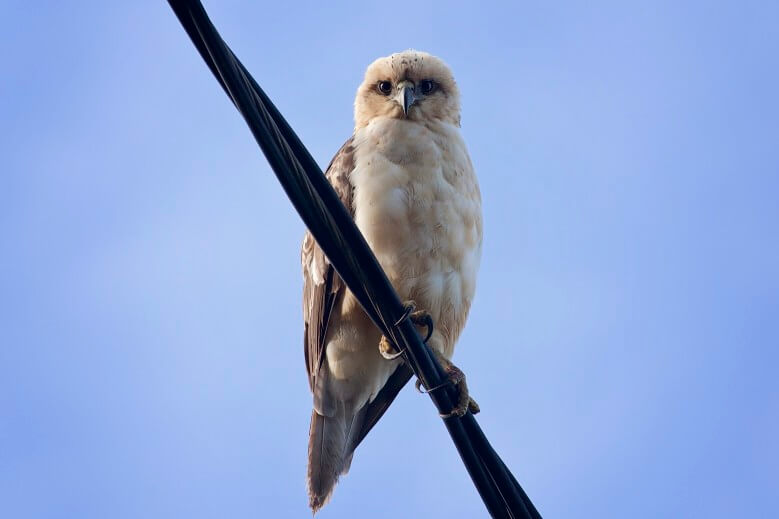 Image of a Hawaiian Owl on Kauai