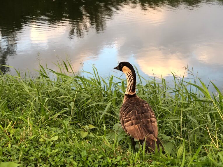 The Ultimate Guide to Birding on Kauai featured by top Hawaii travel blog, Hawaii Travel with Kids: Find out the best places for birding on Kauai