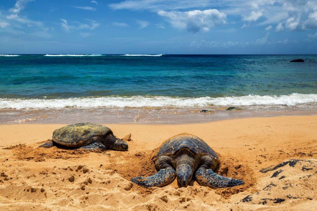 Laniakea Beach is a great place to see turtles on Oahu