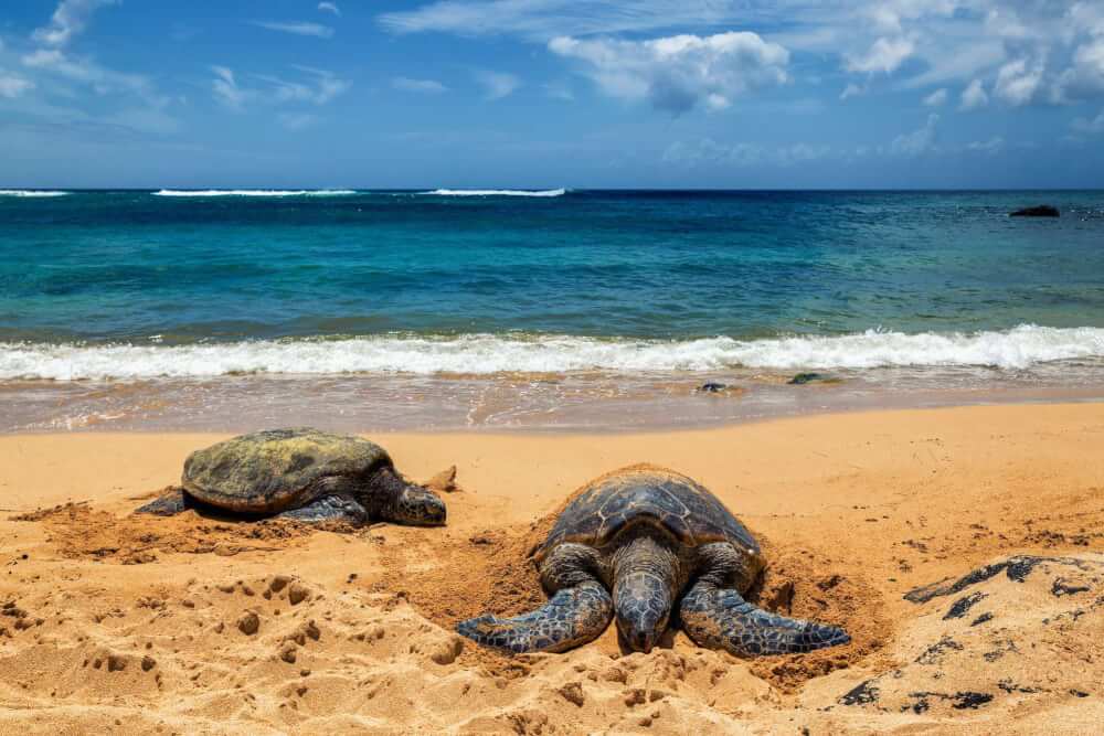 50 Best Places to Visit in Hawaii with your Family featured by top Hawaii blog, Hawaii Travel with Kids: Laniakea Beach is a great place to see turtles on Oahu