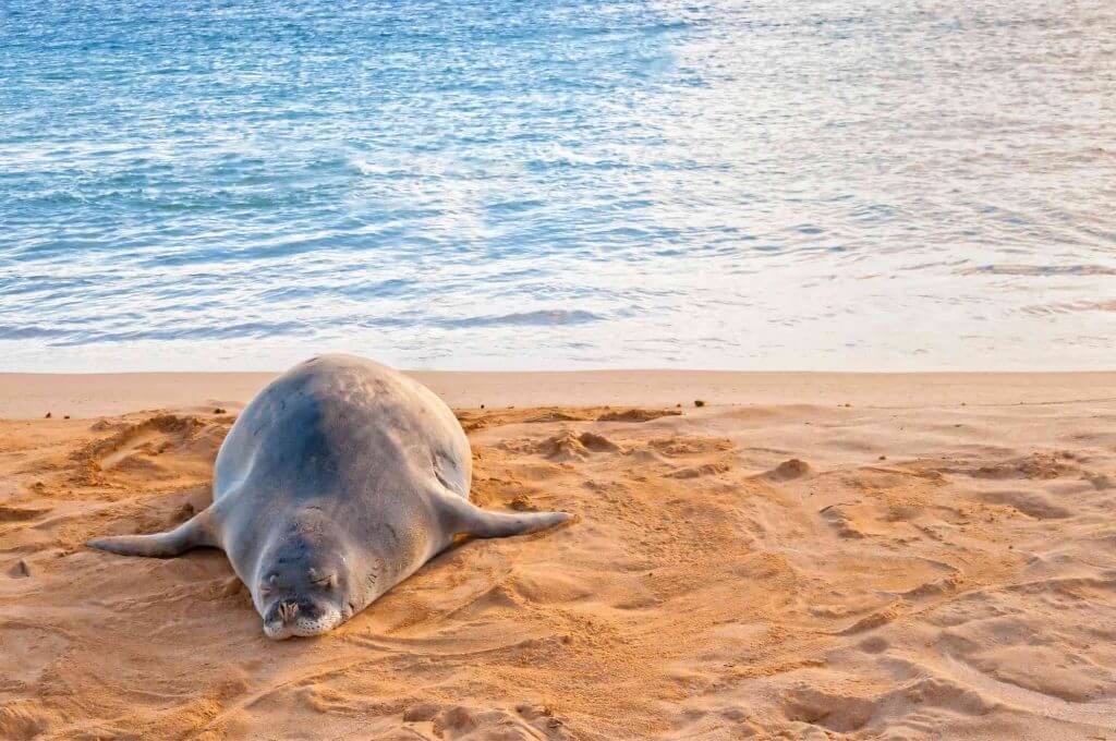 Don't get too close to monk seals in Hawaii. Image of a monk seal tanning itself on Poipu Beach on Kauai.