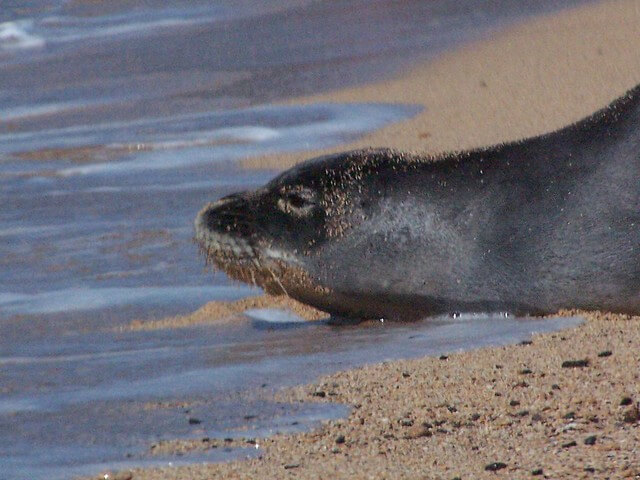 Top 9 Places for the Best Snorkeling on Kauai featured by top Hawaii travel blog, Hawaii Travel with Kids: You can see monk seals on Lawai Beach on Kauai.