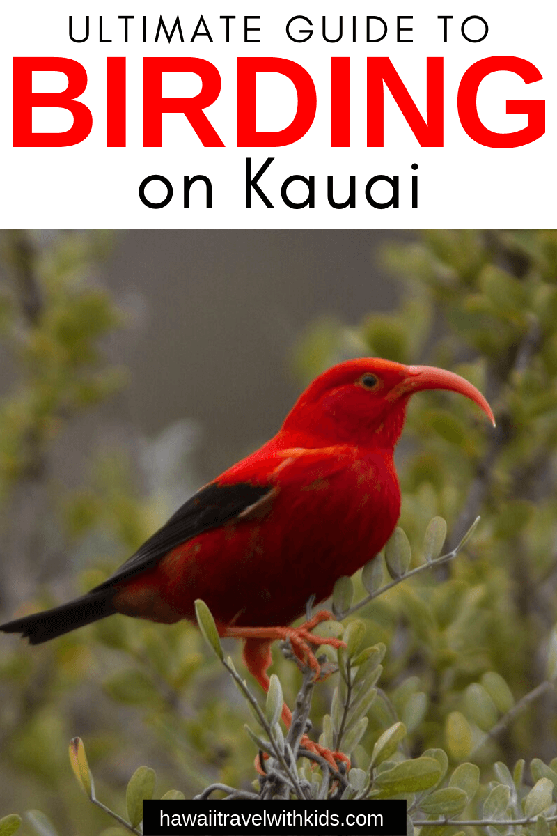 The Ultimate Guide to Birding on Kauai featured by top Hawaii travel blog, Hawaii Travel with Kids: Heading to Kauai and want to see some Hawaii wildlife? Find out the best places to go birding on Kauai