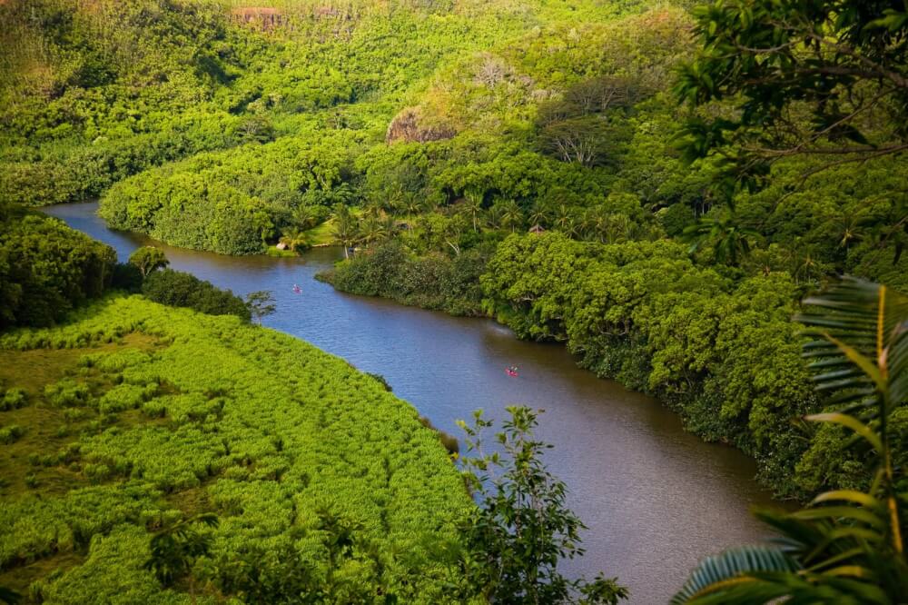 The Ultimate Guide to Birding on Kauai featured by top Hawaii travel blog, Hawaii Travel with Kids: Wailua River Valley is a great Kauai birding spot