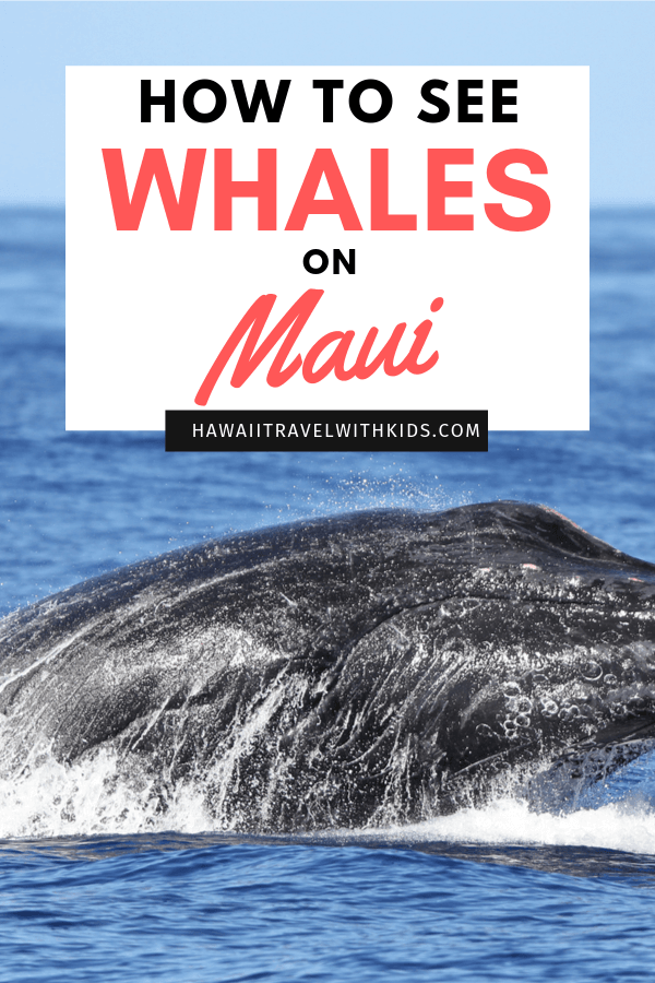 Guide to Whale Watching on Maui featured by top Hawaii blog, Hawaii Travel with Kids | Planning a trip to Maui in Winter? Find out the best places to see whales on Maui in December, January, or February.