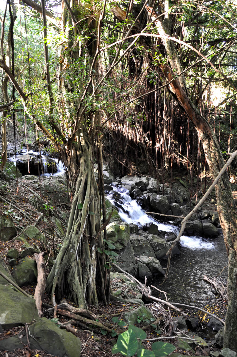 12 Breathtaking Oahu Waterfall Hikes featured by top Hawaii travel blog, Hawaii Travel with Kids | Kapena Falls, Oahu, Hawaii