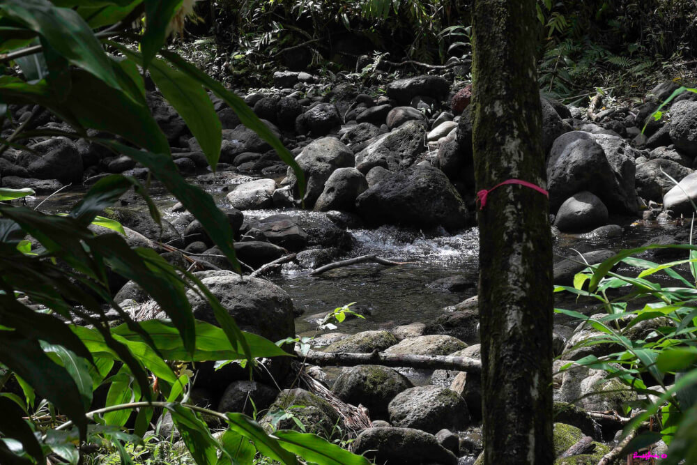 12 Breathtaking Oahu Waterfall Hikes featured by top Hawaii travel blog, Hawaii Travel with Kids | Koloa Gulch, Oahu, Hawaii. Image of a bubbling brook on one of the best waterfall hikes Oahu has.