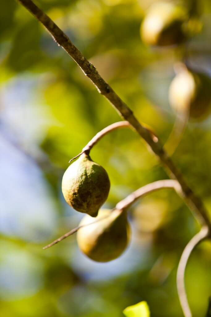 One of the most interesting facts about Hawaii is that macadamia nuts aren't native to Hawaii. Image of macadamia nut growing on branch, Hilo, Big Island.