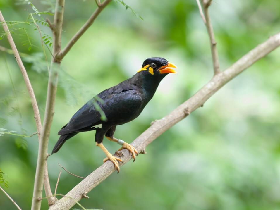 See Myna Birds like this one when birdwatching on Kauai