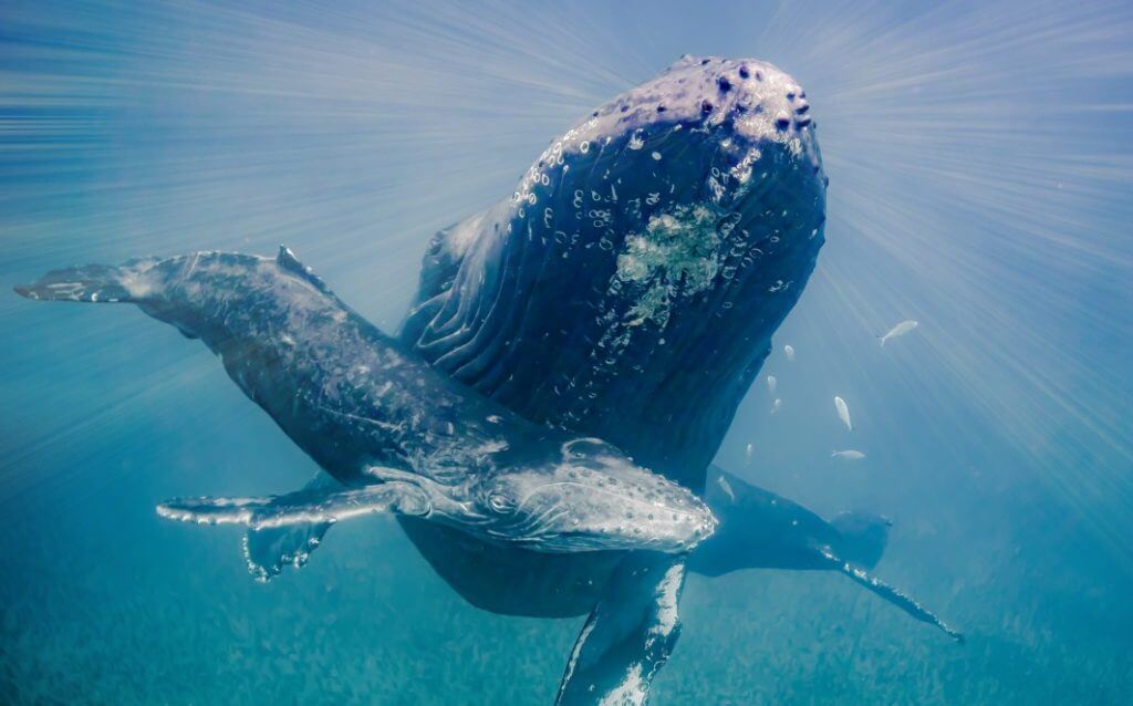 Find out where to go whale watching on Oahu with this awesome Oahu whale watching cruise. Image of two whales swimming in the ocean.