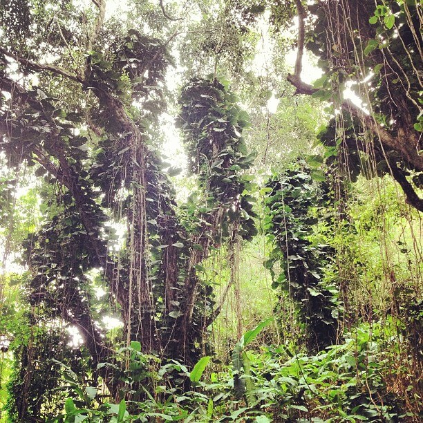 For a gorgeous waterfall hike on Oahu, head to Maunawili Falls