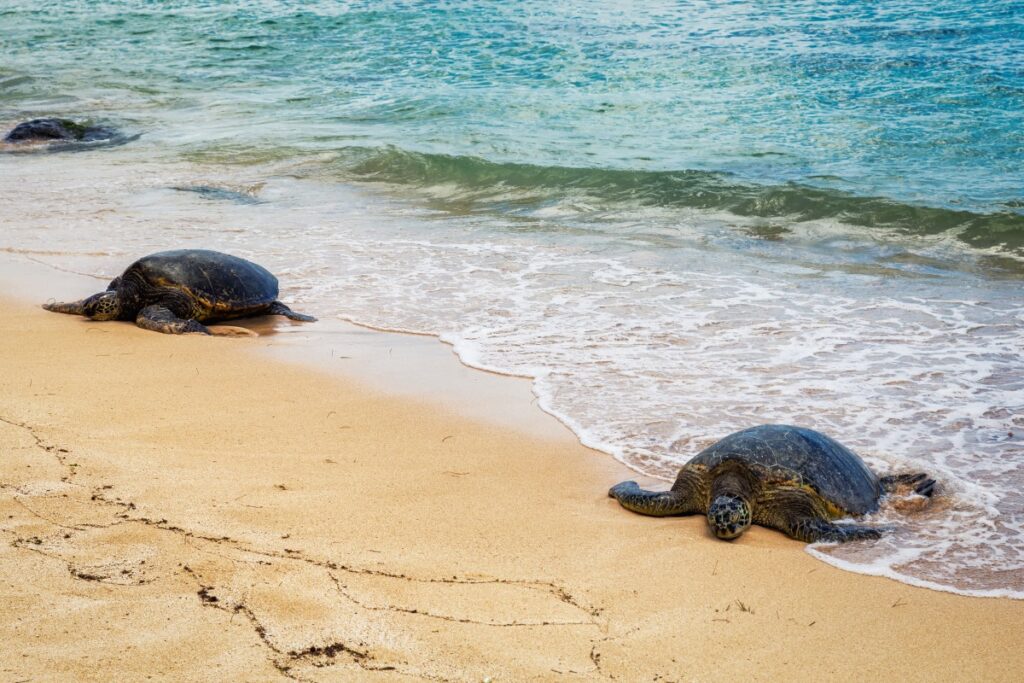 Turtles at Laniakea Beach