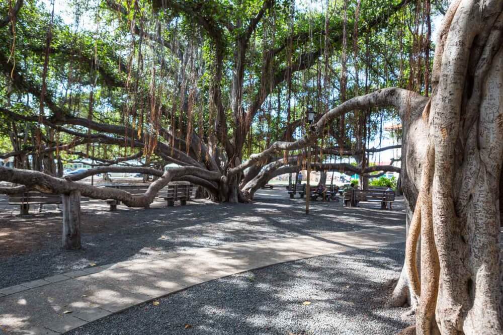 Things to do in Lahaina Maui featured by top Hawaii blog, Hawaii Travel with Kids: Seeing the historic banyan trees is one of the most popular things to do in Lahaina