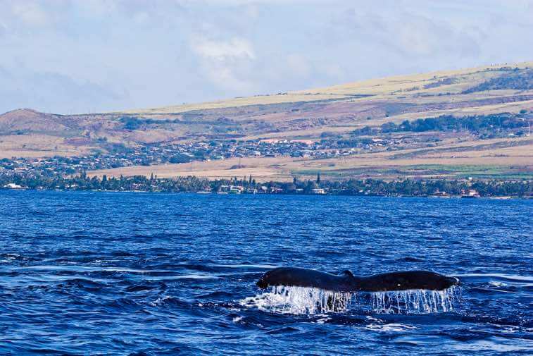 Maui is known for their amazing whale watching boat tours that leave from Lahaina