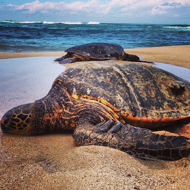 Ultimate Guide to Turtle Beach Oahu featured by top Hawaii blog, Hawaii Travel with Kids. | For those heading to the North Shore Oahu, stop at Turtle Beach to see Hawaiian sea turtles like the one in this photo