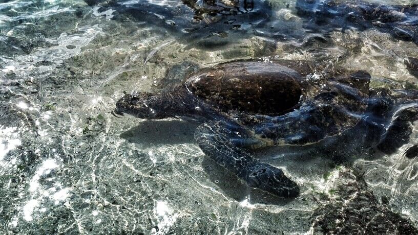 Ultimate Guide to Turtle Beach North Shore Oahu featured by top Hawaii blog, Hawaii Travel with Kids. | You can see massive Hawaiian sea turtles like the one in this photo swimming in the water of Laniakea Beach on Oahu's North Shore | swim with turtles oahu