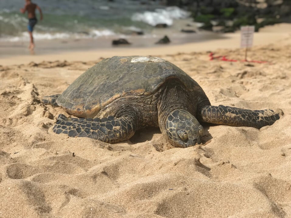 Hawaii on a Budget: Best Frugal Things to Do with Teens in Hawaii featured by top Hawaii blog, Hawaii Travel with Kids: Please remember not to touch Hawaiian green sea turtles like the one in this photo. Volunteers put up signage to remind tourists to give turtles some space.