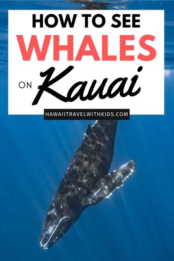 The Best Kauai Whale Watching Tours featured by top Hawaii blog, Hawaii Travel with Kids