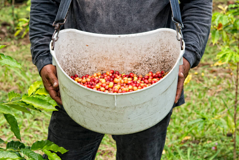 Image of Kona Coffee Farm on the Big Island of Hawaii