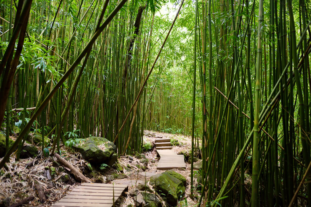 The Best Maui Hiking Trails featured by top Hawaii blog, Hawaii Travel with Kids: Path through dense bamboo forest, leading to famous Waimoku Falls. Popular Pipiwai trail in Haleakala National Park on Maui, Hawaii, USA