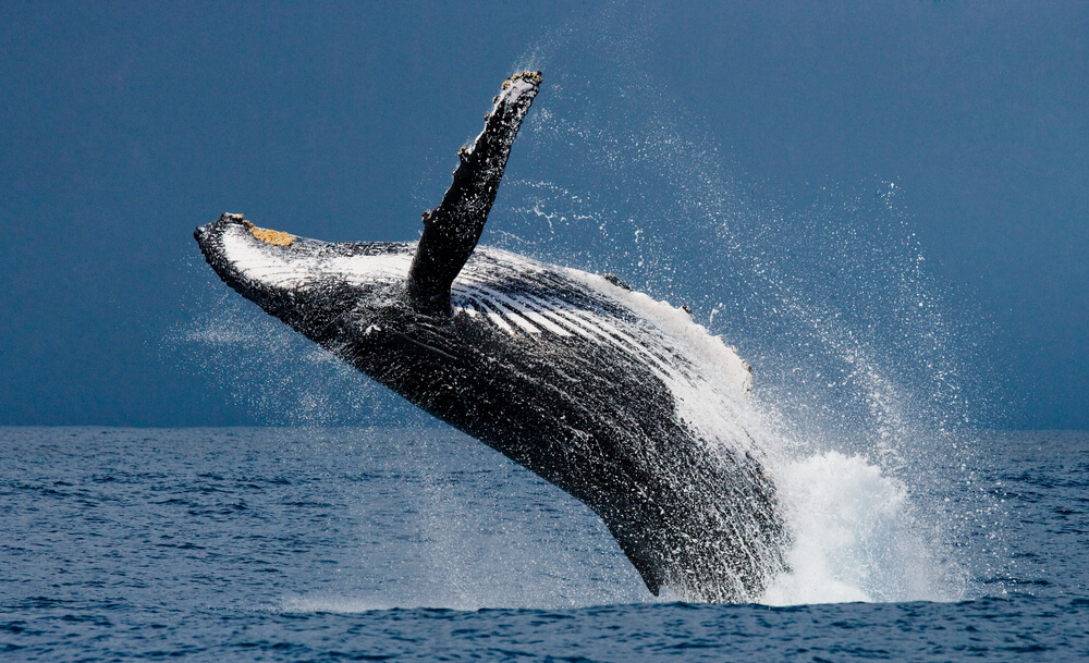 Image of a whale jumping out of the water in Hawaii.