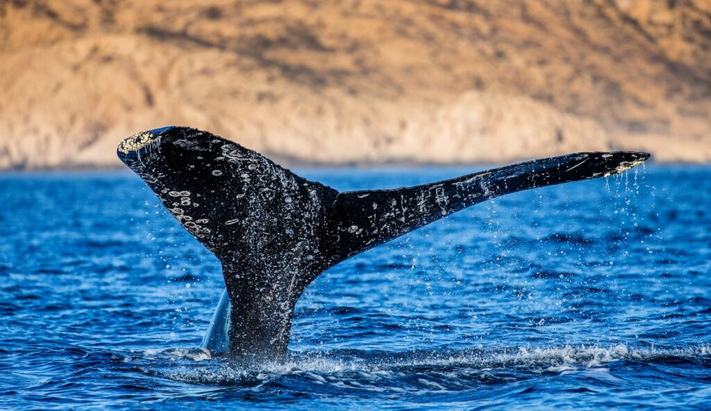 whale tale in the ocean