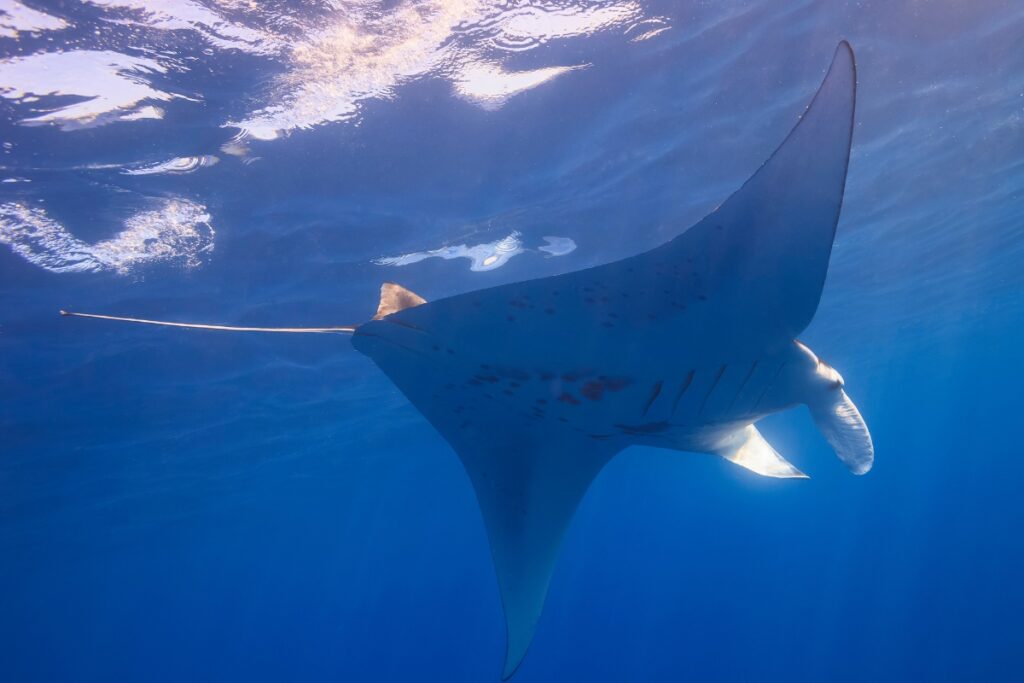 manta ray