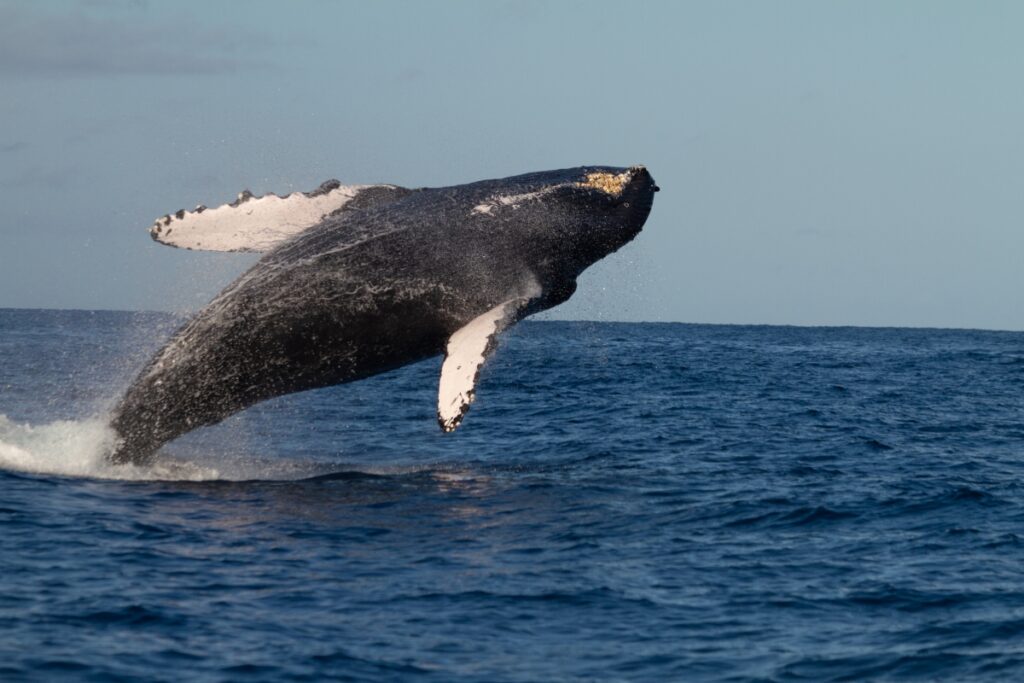 whale breaching