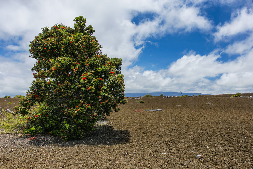 The Ultimate Guide to Hawaii Volcanoes National Park featured by top Hawaii blog, Hawaii Travel with Kids: Devastation Trail in Hawaii Volcanoes National Park in Hawaii, United States