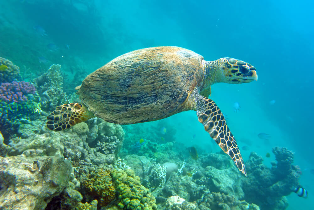 Where to See Turtles in Maui, tips featured by top Hawaii blog, Hawaii Travel with Kids: image of Tranquil turquoise-colored water on the quiet Maluaka Beach, Maui, Hawaii