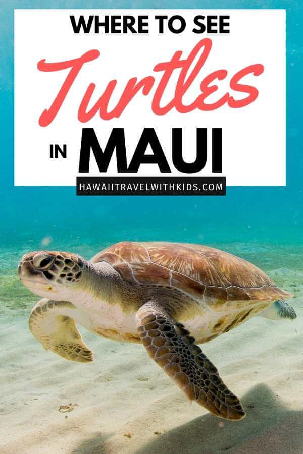 Maui's Turtle Beach: 8 Tried-and-True Spots for Sea Turtle Sightings In and  Out of the Water - Maui Trip Guide