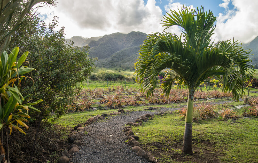 50 Best Places to Visit in Hawaii with your Family featured by top Hawaii blog, Hawaii Travel with Kids: Scenic plants and trees at Maui Tropical Plantation.