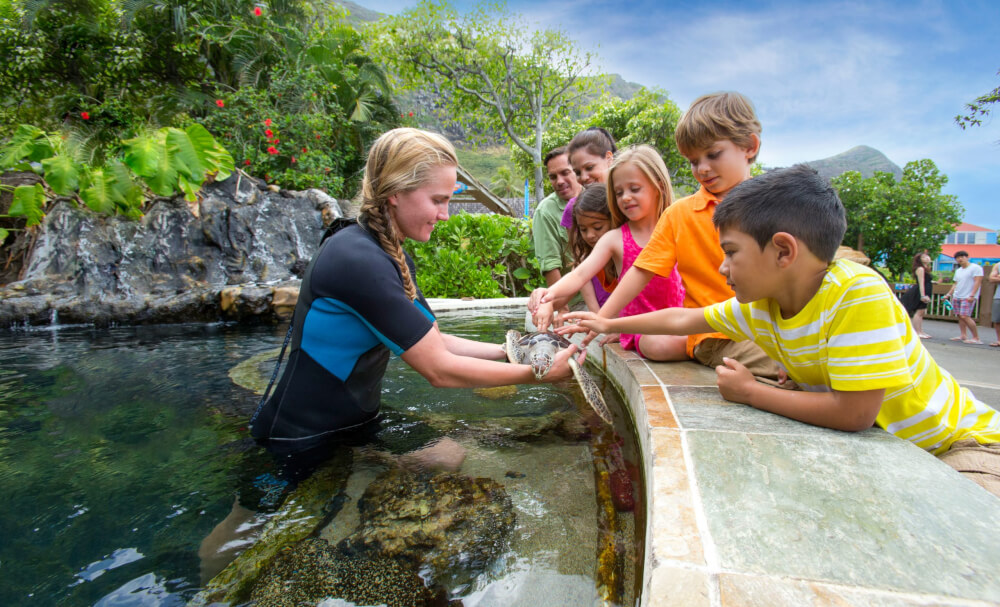 Sea Life Park in Oahu review featured by top Hawaii blog, Hawaii Travel with Kids: Animal encounter at Sea Life Park on Oahu