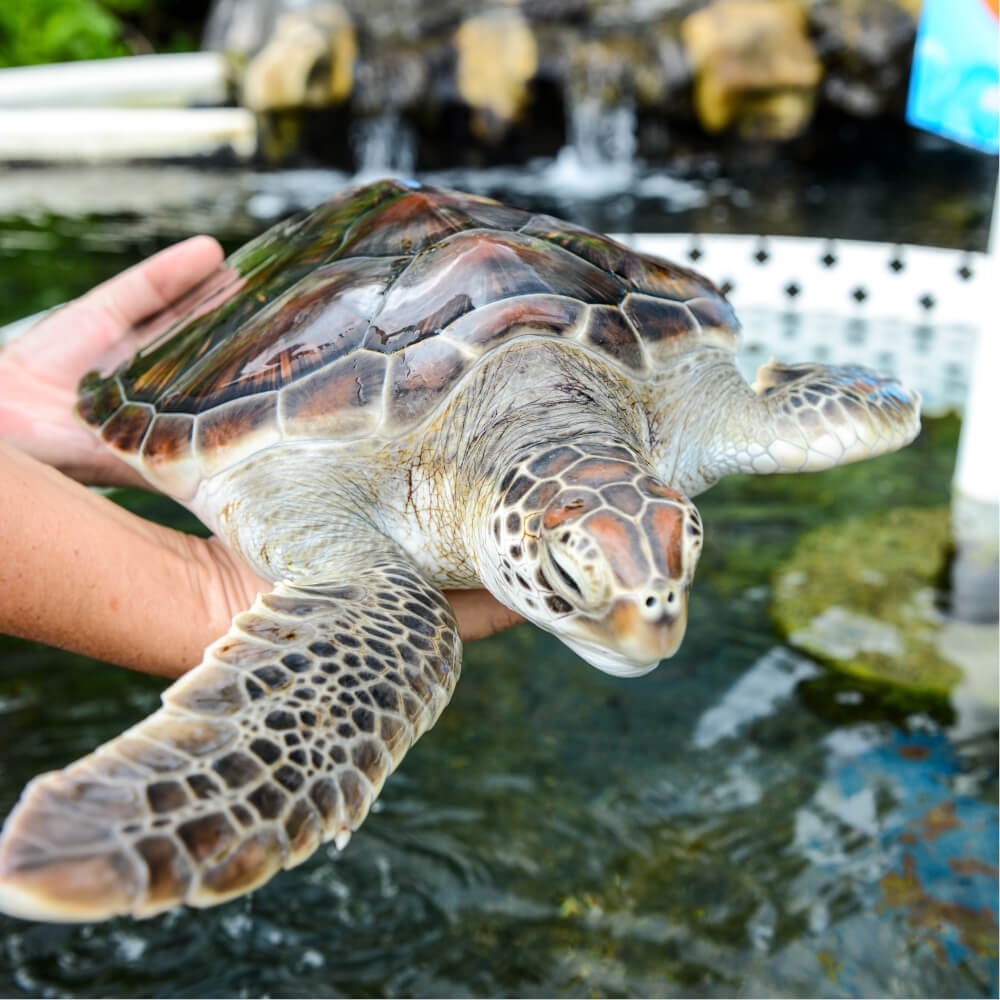 Sea Life Park in Oahu review featured by top Hawaii blog, Hawaii Travel with Kids: Turtle at Sea Life Park on Oahu