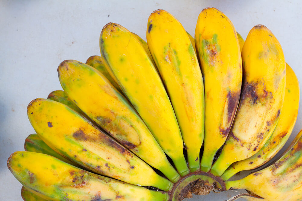 Tropical Apple Bananas from a Hawaii Farmers Market