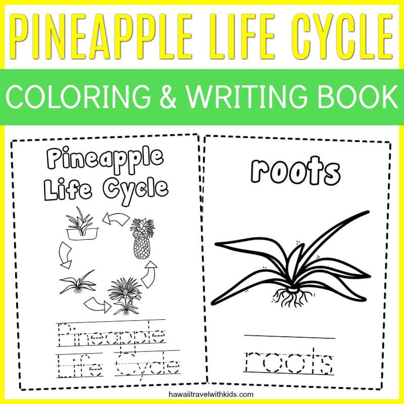 Pineapple Facts for Kids + FREE Printable featured by top Hawaii blog, Hawaii Travel with Kids
