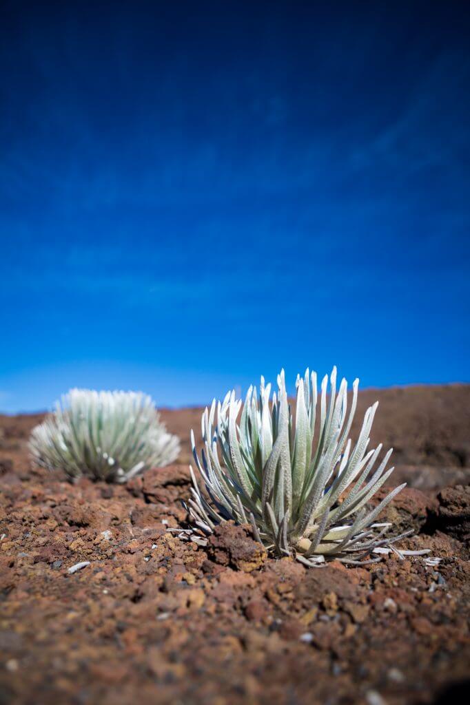 A Complete Travel Guide to Maui with Kids featured by top Hawaii travel blog, Hawaii Travel with Kids: Photo of hinahina (silversword) plants, on the slopes of Haleakala on Maui #maui #haleakala #hawaii 