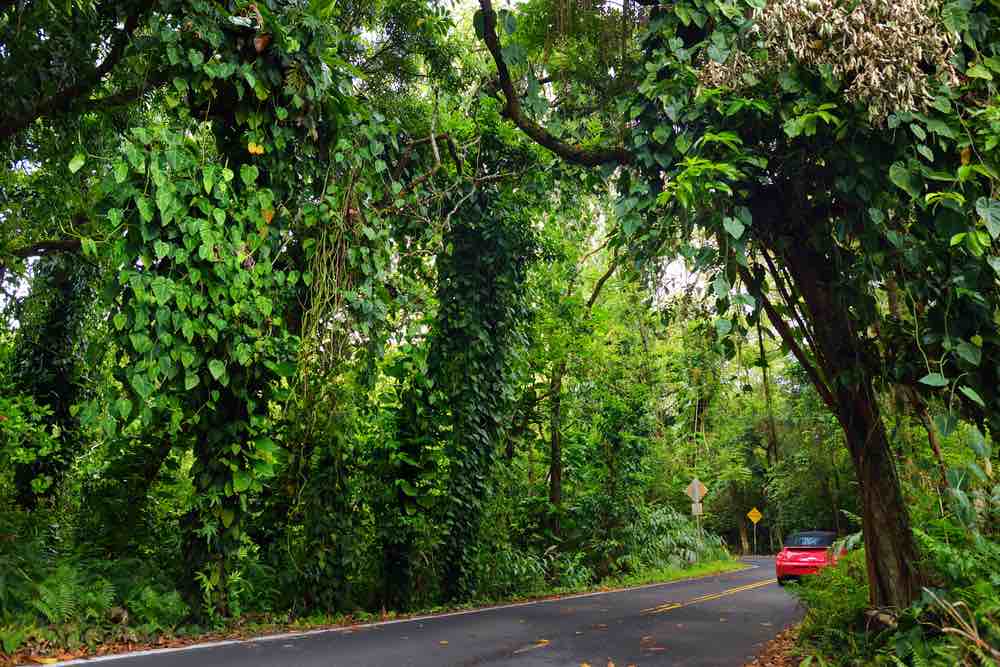 Famous Road to Hana fraught with narrow one-lane bridges, hairpin turns and incredible island views, curvy coastal road with views of cliffs, beaches, waterfalls, and miles of rainforest. Maui, Hawaii