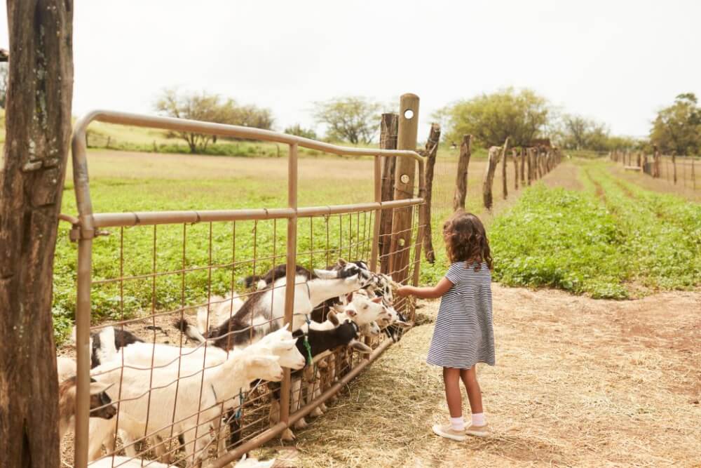 A Complete Travel Guide to Maui with Kids featured by top Hawaii travel blog, Hawaii Travel with Kids: Photo of a girl feeding goats at the Surfing Goat Dairy in Kula, Maui in Hawaii #maui #surfinggoat #surfinggoatdairy #kula #hawaii #goat #farm