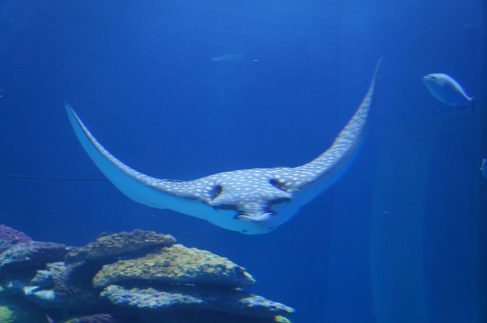 Manta Ray in Hawaii