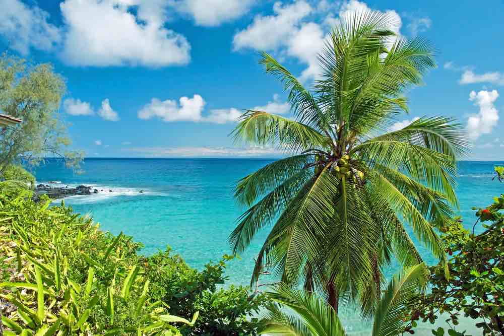 Image of a palm tree and greenery with a turquoise blue ocean behind.