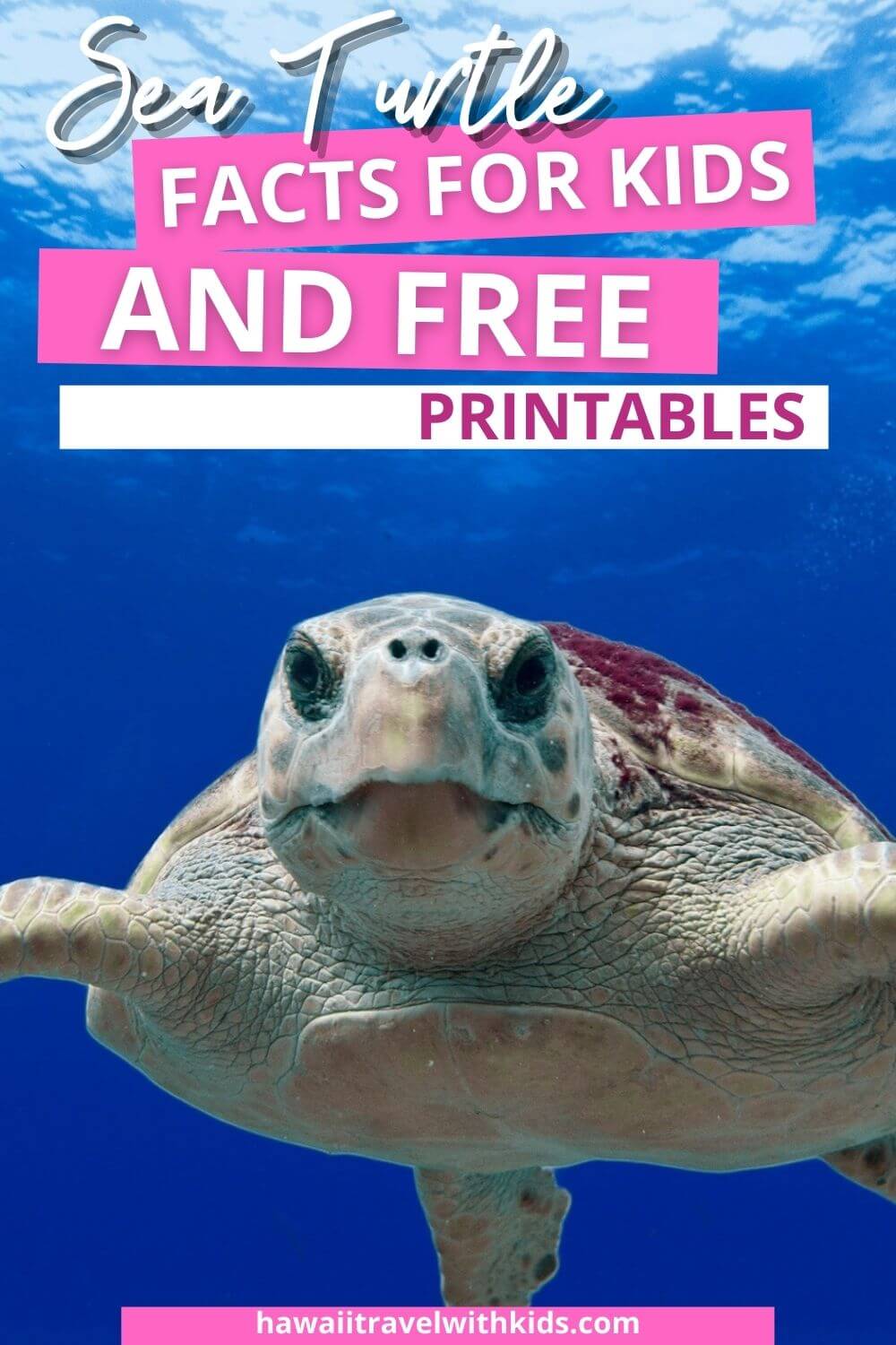 Free Printable Sea Turtle Activity Pack for Kids Hawaii Travel with Kids