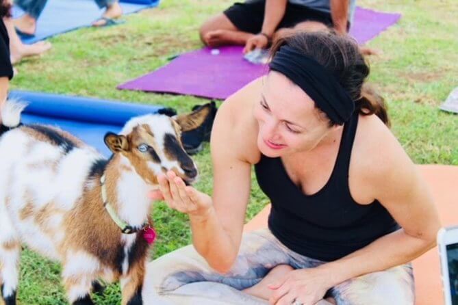 Goat Yoga on Maui | goat yoga maui