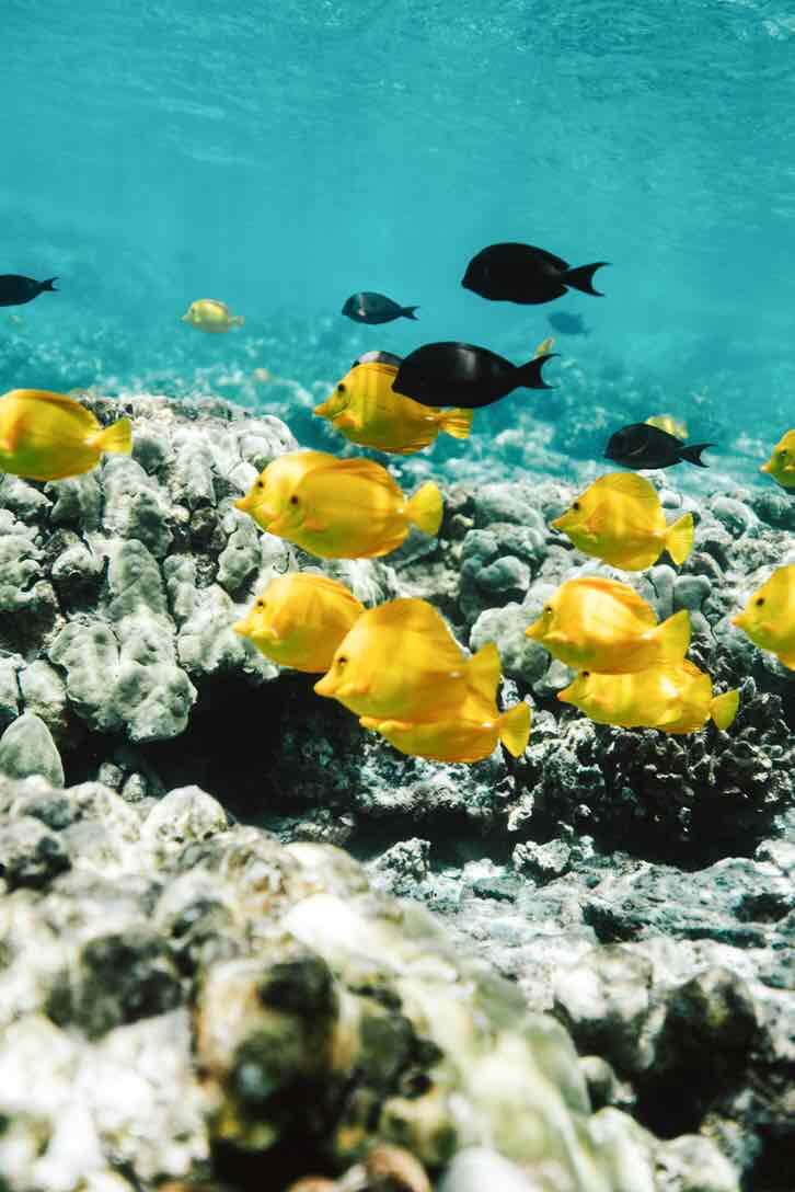 Scuba Diving in Hawaii guide featured by top Hawaii blogger, Hawaii Travel with Kids