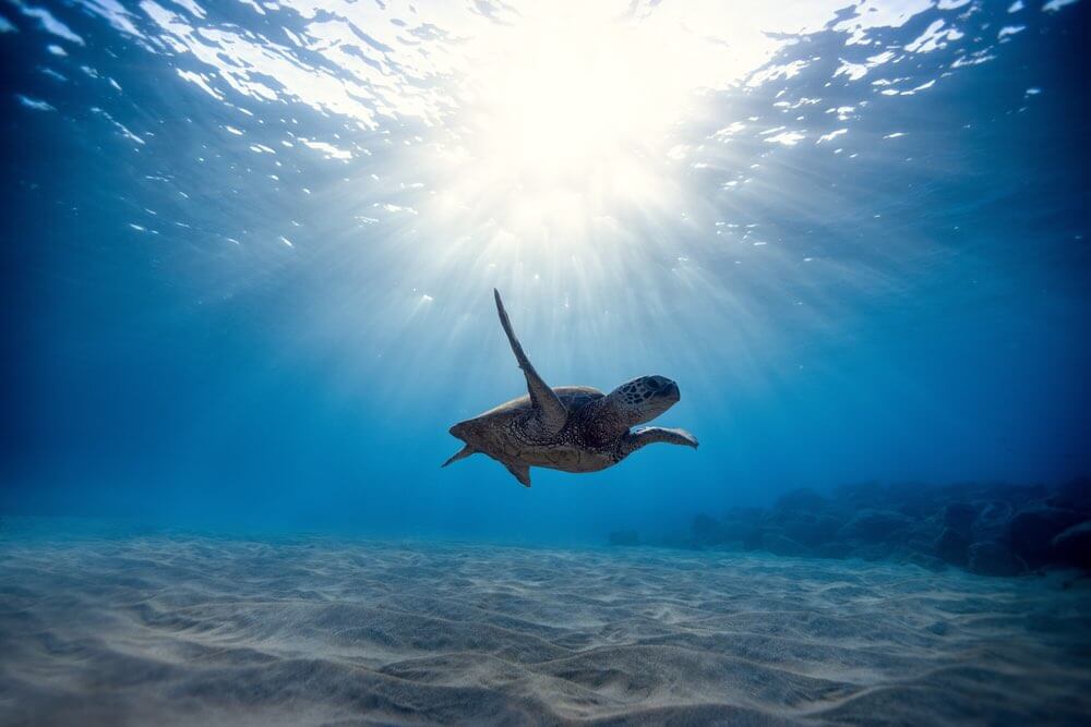 Look for Hawaiian Green Sea Turtles in Maui. Image of a Hawaiian Green Sea Turtle swimming in the water.