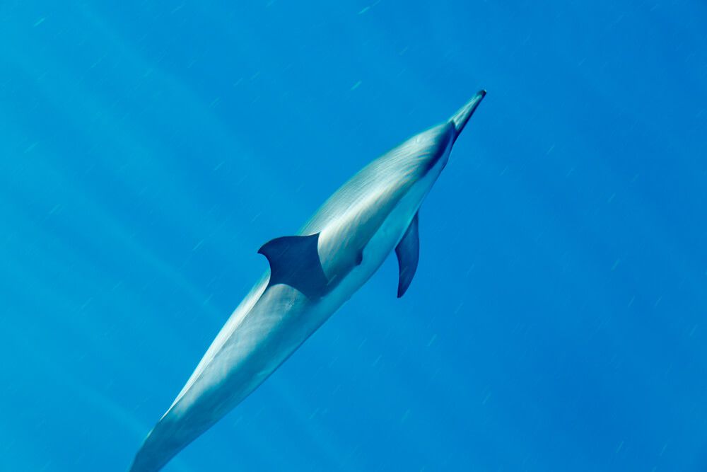 Find out where to go snorkeling on Pahu by top Hawaii blog Hawaii Travel with Kids. Image of Spinner dolphins swimming close to the surface of the bright blue clear ocean.