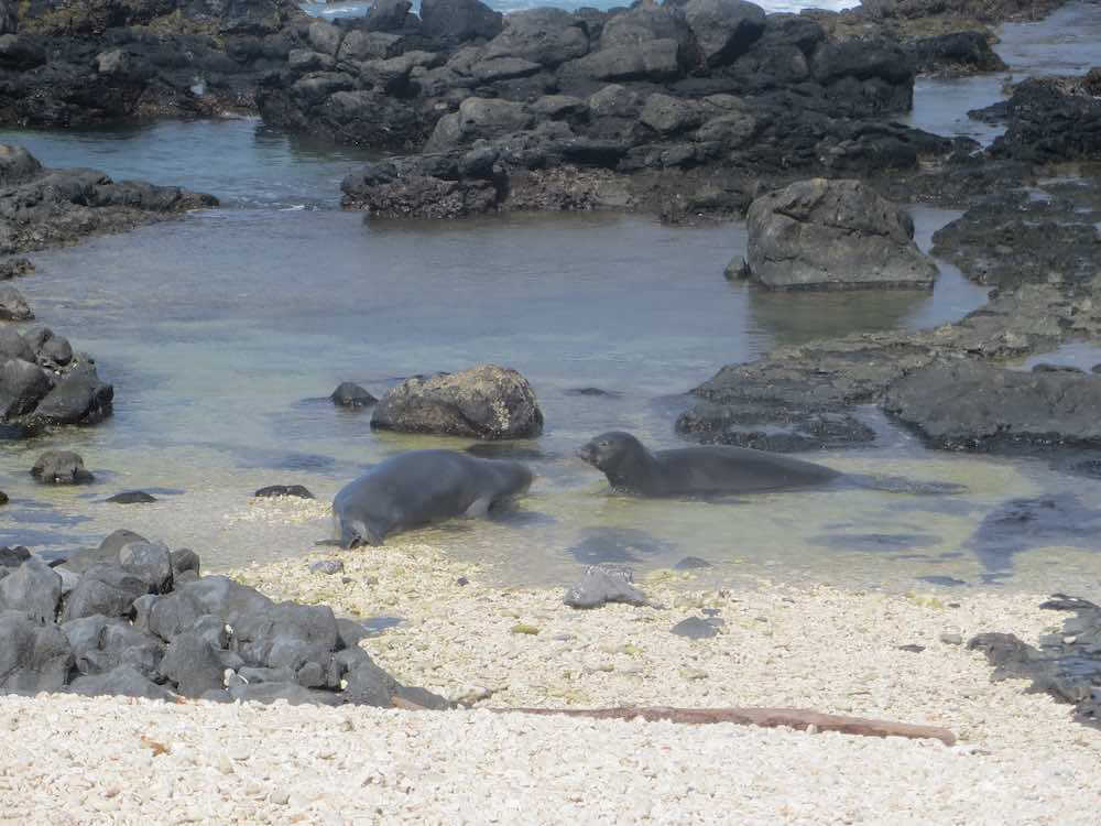 Kaena Point Hike guide featured by top Hawaii blogger, Hawaii Travel with Kids